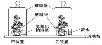 植物生命活動(dòng)研究實(shí)驗(yàn)解析